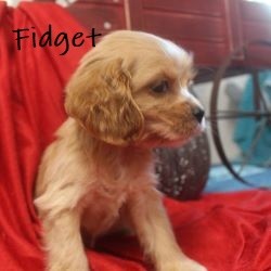 puppy, for, sale, Cocker Spaniel, Joe & Cherri  Overlease, dog, breeder, Miller, MO, dog-breeder, puppy-for-sale, forsale, nearby, find, puppyfind, locator, puppylocator, aca